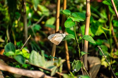 Appias libythea, Pieridae familyasından Güney ve Güneydoğu Asya 'da bulunan bir kelebek türü..