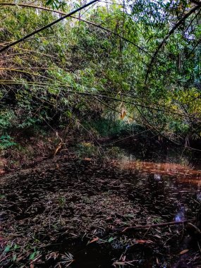 Bu yaz mevsiminde Hindistan 'daki Asya bambu ağacı..