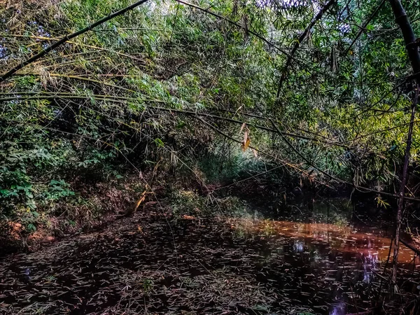 Esta Árvore Bambu Asiática Índia Temporada Verão — Fotografia de Stock