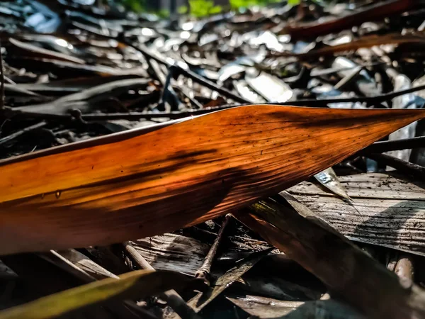 Esta Hoja Bambú Asiático Seco Iluminado Mañana — Foto de Stock