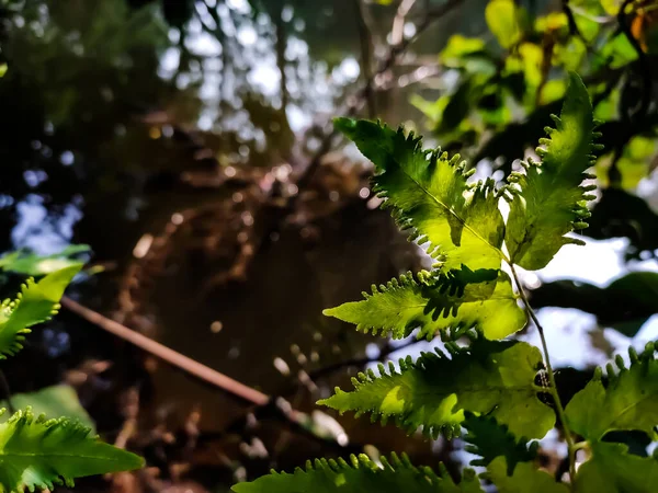 Lygodium Japonicum Eğreltiotuna Benzeyen Eğrelti Otu Japon Eğreltiotu Olarak Bilinen — Stok fotoğraf