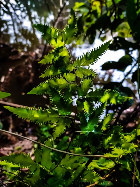 Lygodium Japonicum Ist Eine Farnarte Die Unter Den Gebräuchlichen Namen — Stockfoto