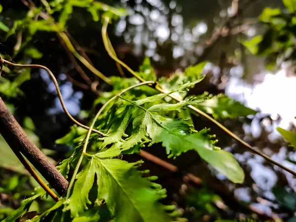 Lygodium Japonicum Est Une Espèce Fougère Connue Sous Les Noms — Photo