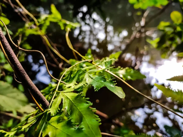 Lygodium Japonicum Druh Kapradiny Který Znám Pod Běžnými Názvy Kapradiny — Stock fotografie