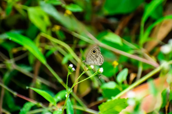 Ypthima Huebneri Common Fourring Species Satyrinae Butterfly Found Asia — Stock Photo, Image
