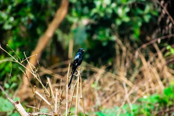 Black Drongo Small Asian Passerine Bird Drongo Family Dicruridae — Stock Photo, Image