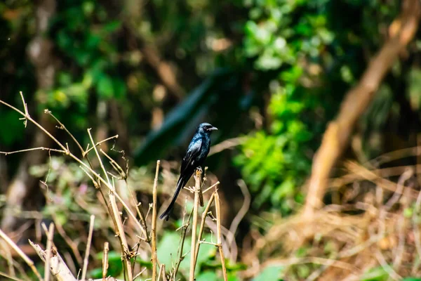 Drongo Nero Piccolo Uccello Passeriforme Asiatico Della Famiglia Dei Dicruridae — Foto Stock