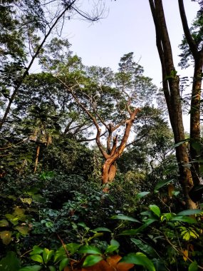 Ağaçları keserek ormanlar kesiliyor..