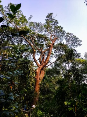 Ağaçları keserek ormanlar kesiliyor..