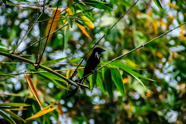 Drongo Nero Piccolo Uccello Passeriforme Asiatico Della Famiglia Dei Dicruridae — Foto Stock