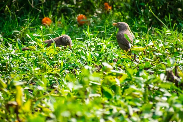 Babbler Della Giungla Membro Della Famiglia Leiothrichidae Trovato Nel Subcontinente — Foto Stock