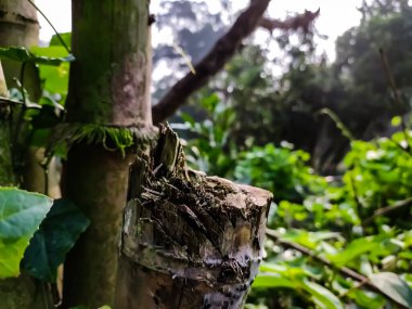 Bu, sabahları çekilen bambu ağaçlarının ıslak ve kuru sürüsü..
