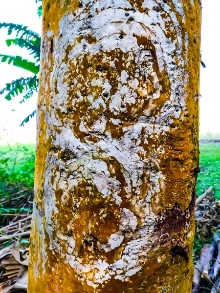これはTerminalia Arjunaの樹皮で Terminalia属の木です 英語ではArjunaまたはArjun Treeと呼ばれることが多い — ストック写真