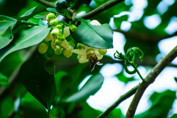 Una Abeja Pequeña Está Comiendo Miel Flor Limón — Foto de Stock