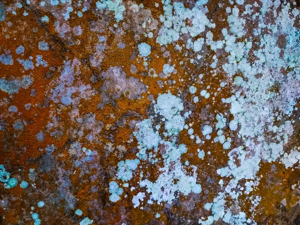Das Orangefarbene Moos Und Der Weiße Pilz Den Alten Zementwänden — Stockfoto