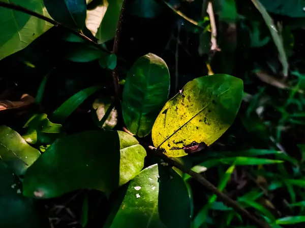 Morning Sunlight Lighted Yellow Green Leaf Garden — Stock Photo, Image