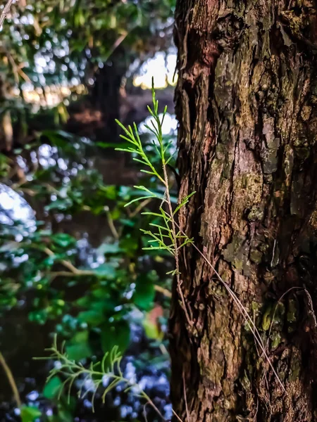 Dies Ist Der Wachsende Kleine Zweig Des Tamarix Baumes — Stockfoto
