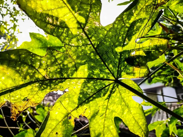 Esta Hoja Papaya Verde Iluminada Mañana — Foto de Stock