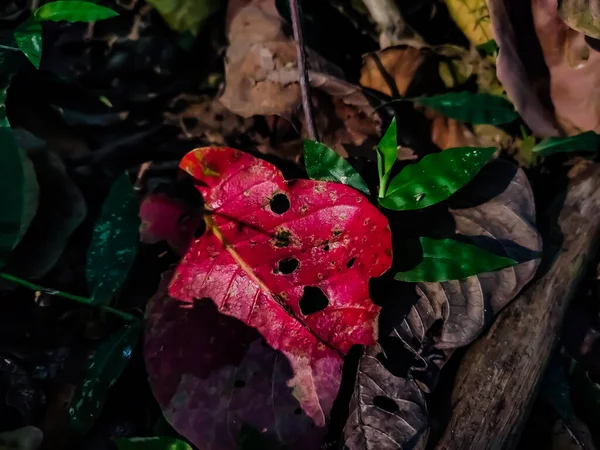 Morgonsolljus Faller Den Röda Arjuna Löv Sommarsäsongen — Stockfoto
