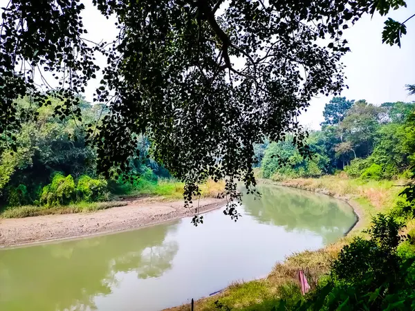 Большое Священное Дерево Маленькая Текучая Сельская Река Утром Индии — стоковое фото