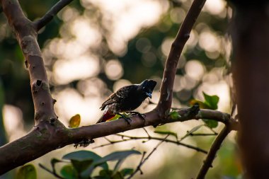 Kırmızı menfezli bulbul, yoldan geçenlerin bulbul ailesinin bir üyesi. Bu fotoğrafın arka planı harika bulanık ve seçici bir odak noktası var..