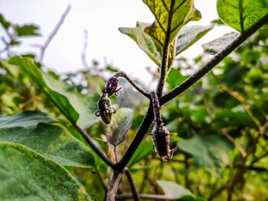 Hindistan 'da yaz mevsiminde bu meyvelerin üzerine güneş ışığı düştüğünde sabah küçük bir patlıcan çekimi..