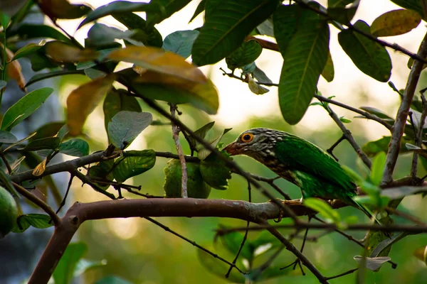 Lineed Barbet Güneydoğu Asya Özgü Brahmaputra Havzası Olan Terai Özgü — Stok fotoğraf