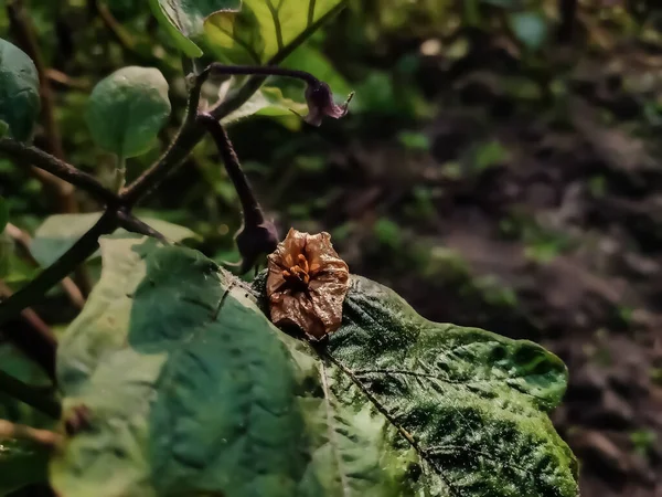 Kurumuş Bir Patlıcan Çiçeği Sabah Yeşil Bir Yaprağa Düşer — Stok fotoğraf