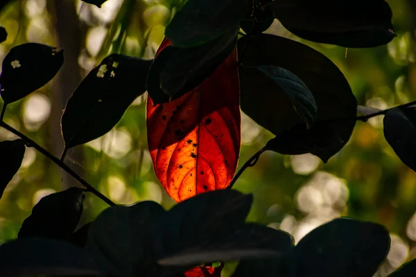 Slunce Dopadá Červený List Jackfruit Letním Odpoledni — Stock fotografie