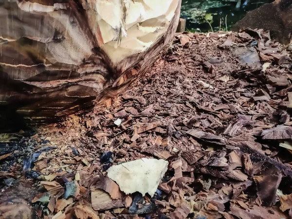 木の切り株の小さな断片を閉じるショット — ストック写真