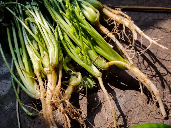 Coriander Trees Roots Close Shot Kitchen — Stock Photo, Image