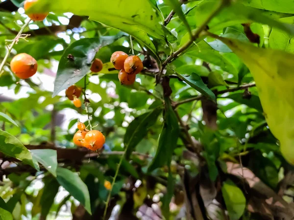 Duranta Erecta Una Specie Arbusto Fiore Della Famiglia Delle Verbenaceae — Foto Stock