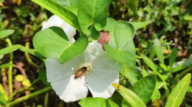 Bu çiçeğin adı Calystegia sepium ve bir arı bir çiçeğin üzerinde oturuyor ve bal yiyor..