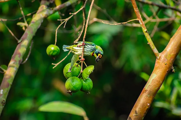 Rézfazekas Barbet Más Néven Karmazsinvörös Barbet Rézfazekas Egy Ázsiai Barbet — Stock Fotó