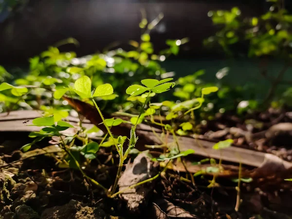 Oxalis Género Botânico Pertencente Família Oxalidaceae — Fotografia de Stock