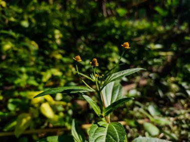 Acmella, 1807 yılında Asteraceae familyasından bir bitki cinsidir. Amerika 'ya özgüdür ve Asya, Afrika, Pasifik adaları ve Avustralya' ya tanıtılmıştır..