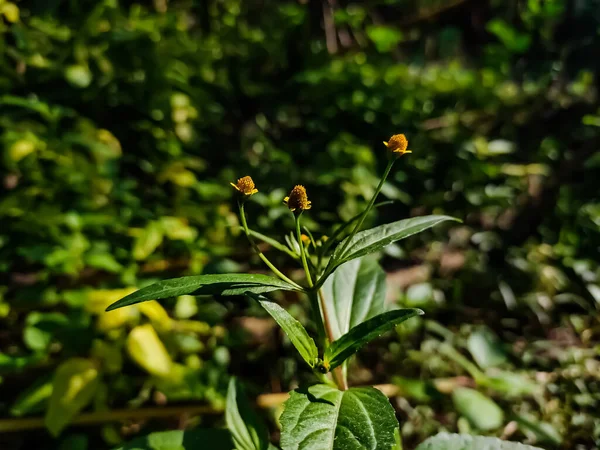 Acmella Род Растений Семейства Asteraceae Описанный Род 1807 Году Является — стоковое фото