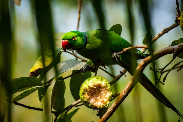 Rose Ringed Parakeet Also Known Ring Necked Parakeet Medium Sized — Stock Photo, Image