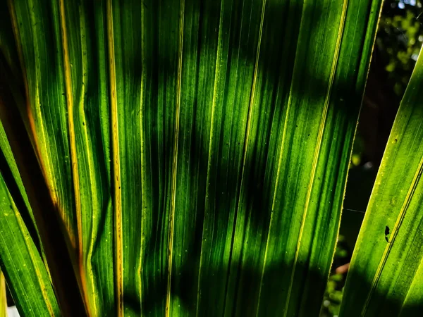Manhã Luz Sol Fresca Cair Uma Grande Folha Coco Verde — Fotografia de Stock