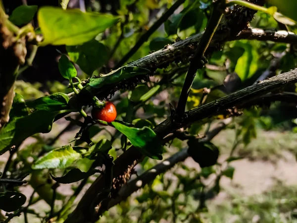 Red Indian Chili Macro Shot Summer Morning — Stock Photo, Image