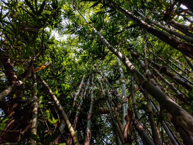 Hindistan 'daki büyük bambu ormanına sabah güneşi düşüyor..