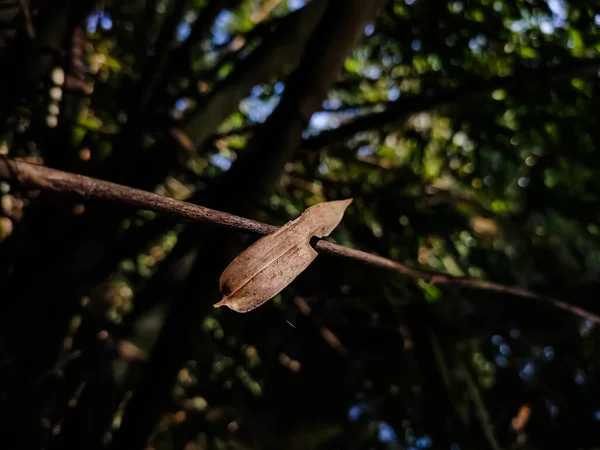 Une Feuille Bambou Éclairé Sec Est Coincé Sur Une Branche — Photo