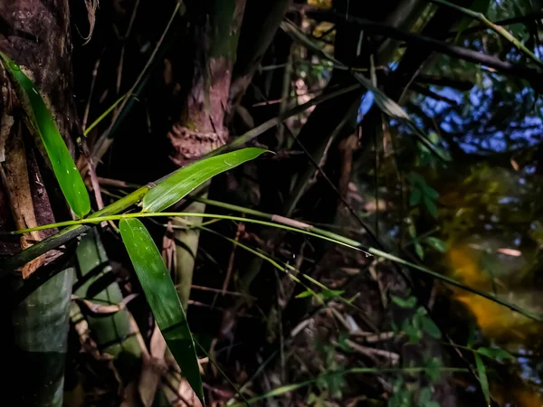 Luz Del Sol Mañana Cae Sobre Una Pequeña Hoja Bambú — Foto de Stock