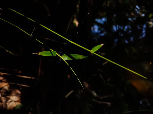 Soleil Matin Tombe Sur Une Petite Feuille Bambou Cette Photo — Photo