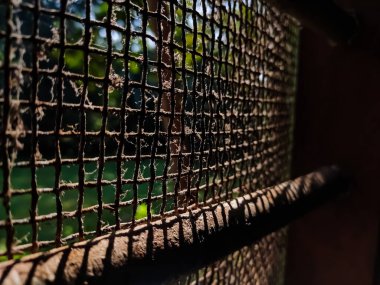 Sabah güneş ışığı paslanmış bir ağdan eve girdi..