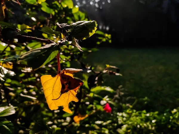 Жовте Дерево Троянди Макрос Вистрілив Вранці — стокове фото
