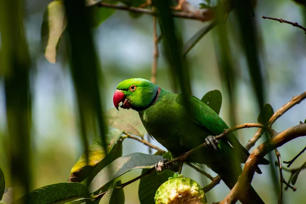 Papuga Różana Znana Również Jako Papuga Szyją Pierścieniową Jest Średniej — Zdjęcie stockowe