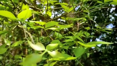 Aegle marmelos L., Hindistan 'da ve Güneydoğu Asya' da yetişen bir ağaç türü..