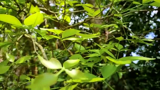 Aegle Marmelos Est Une Espèce Arbre Originaire Sous Continent Indien — Video