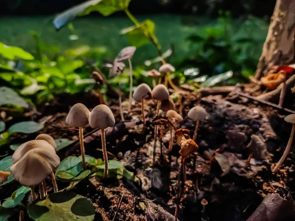 Panaeolus Antillarum Common Widely Distributed Small Medium Sized Gray Mushroom — Stock Photo, Image